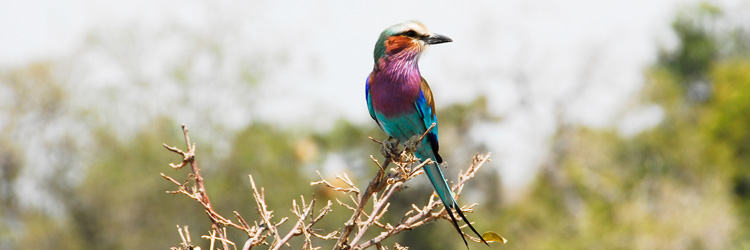 Ndovu Lodges & Camps - Selous Game Reserve 