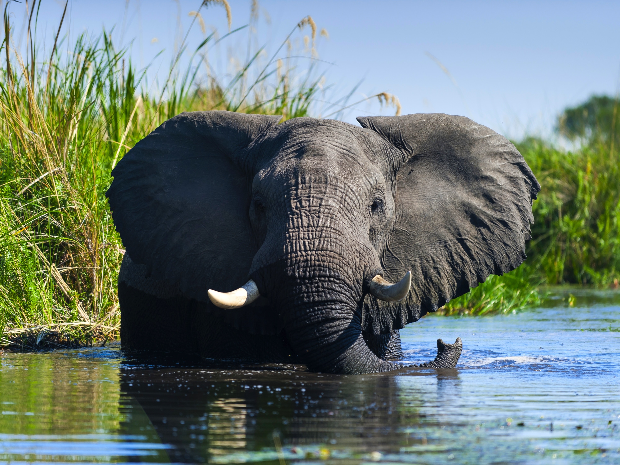 L'essentiel du Botswana, faune & paysages