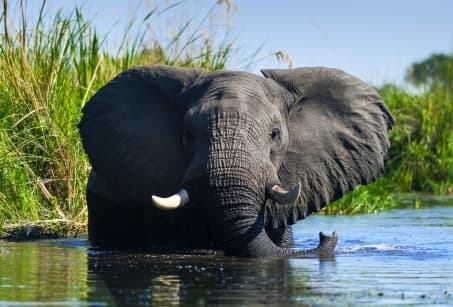L'essentiel du Botswana, faune & paysages