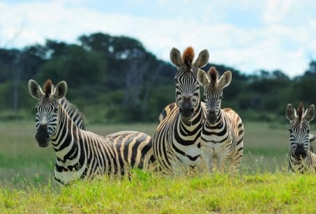 Safari exclusif au Zimbabwe
