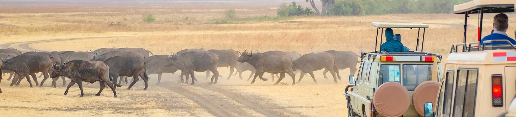 Safari & Vie Sauvage