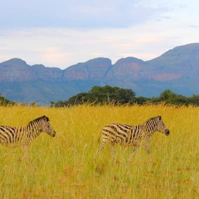 4X4 dans le parc de Waterberg