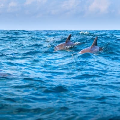 A la Rencontre des Dauphins !