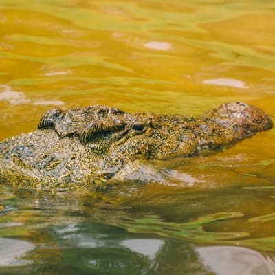 Au fil de l'eau dans le Parc National de Mamili