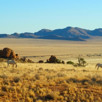 Balade à cheval dans le désert du Namib