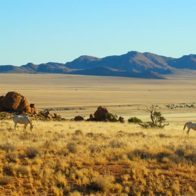 Balade à cheval dans le désert du Namib