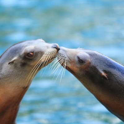 Croisière à la rencontre des dauphins et des otaries