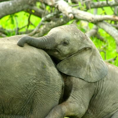 Deux activités par jour proposées par le lodge au South Luangwa park .