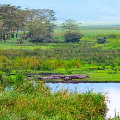 Deux activités par jour proposées par le Lodge (Delta de l'Okavango)