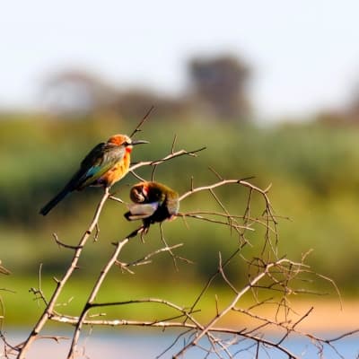 Deux activités par jour proposées par le Lodge (Lower Zambezi Park et Luangwa park)