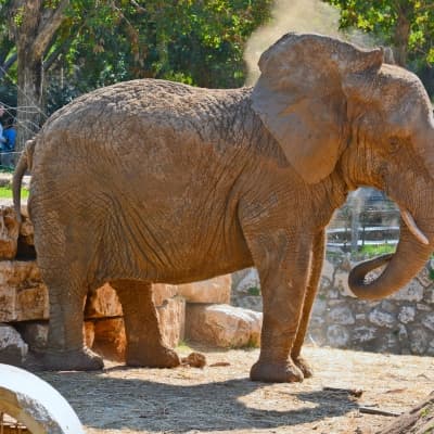 Elephant Sanctuary
