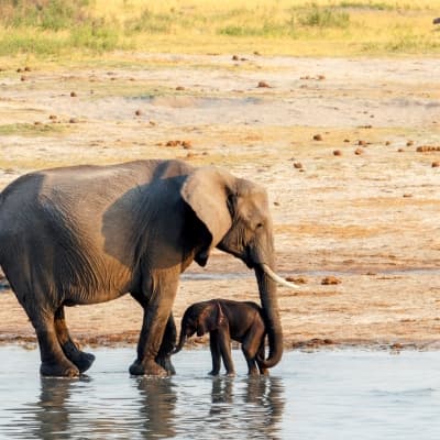 Les activités proposées par les lodges de Hwange et Manapools