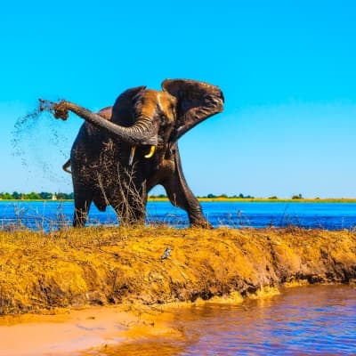 Les activités safari proposées par les lodges (Okavango et Chobe)