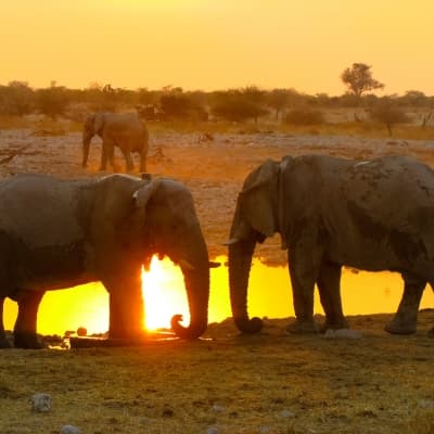 L'expérience du safari de nuit à Etosha