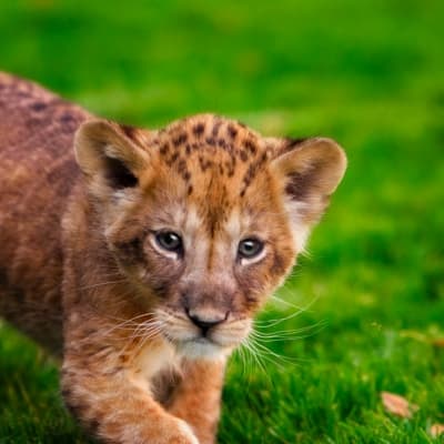 Marche dans le parc de Selous