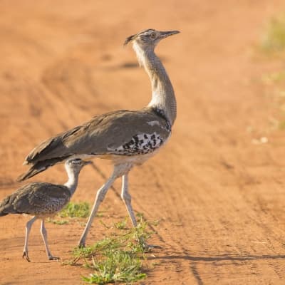 Marche dans le Tarangire