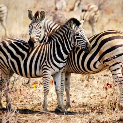 Njoro Trek, paysages d'Olduvai