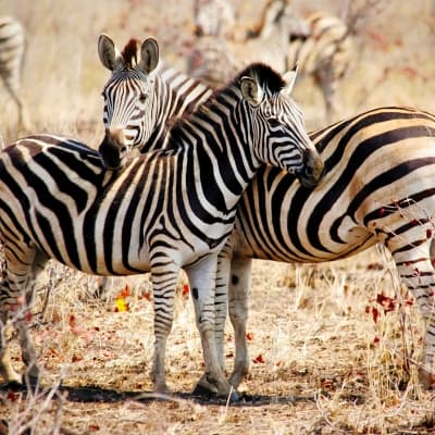 Njoro Trek, paysages d'Olduvai 