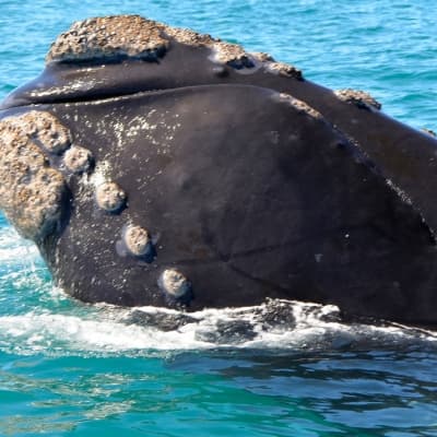 Observation des baleines à Hermanus
