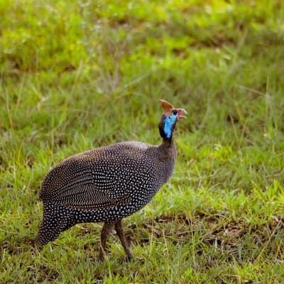 Observation des oiseaux au parc Udzungwa