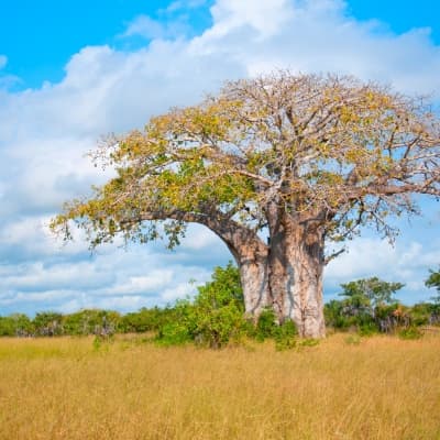 Parc National de Saadani