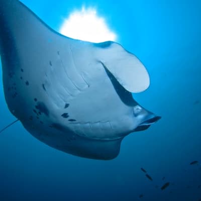 Plongée avec les raies mantas ou les requins baleines