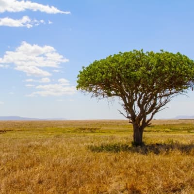 Safari à pied dans le Grumeti