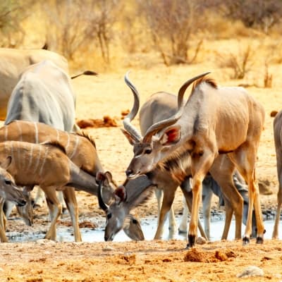 Safaris à Ongava Private Game Reserve