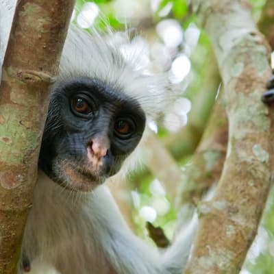 Visite de la forêt de Joziani