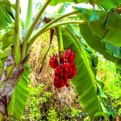 Visite du village de Mto Wa Mbu