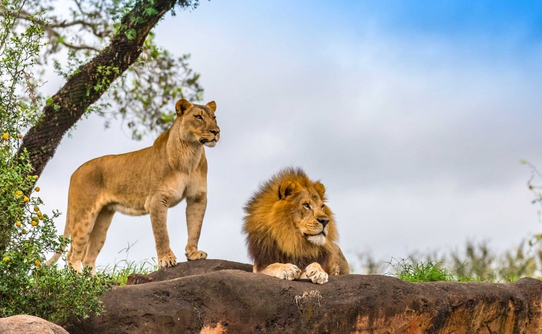 Le parc Kruger, la grande aventure en camps de charme