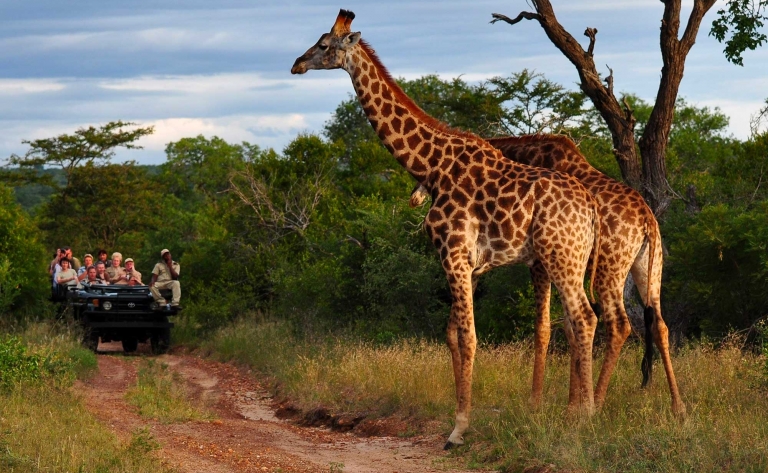 Deux jours de safaris dans le parc Kruger