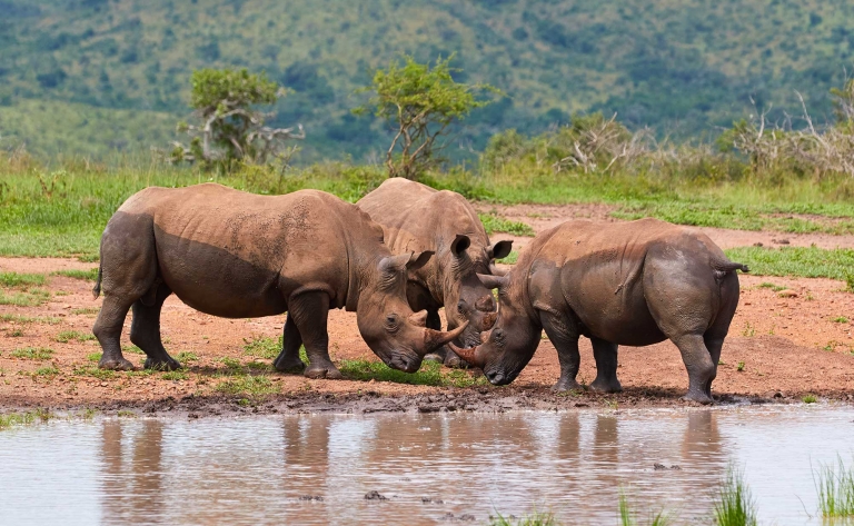 Safari à la recherche des rhinocéros