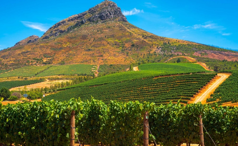 Le Charme des vignobles sud-africains