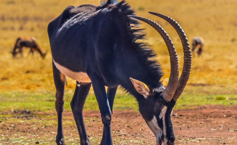 Dernier safari avant Johannesburg 