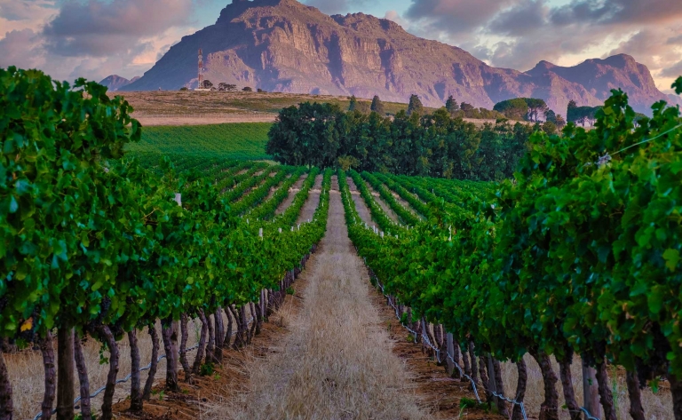 Cap sur la région des vignobles