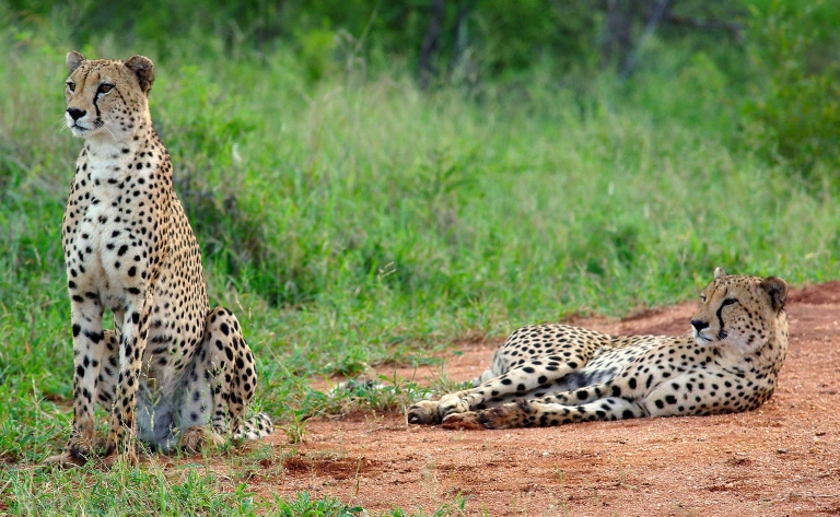 Envol pour votre safari en réserve privée