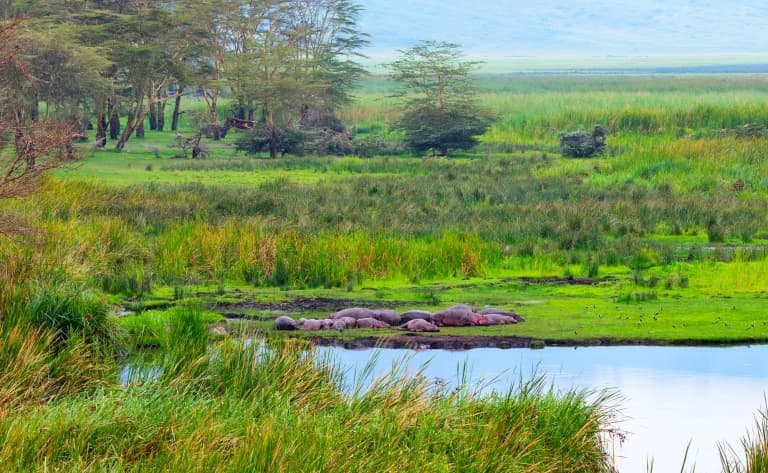 Deux activités par jour proposées par le Lodge (Delta de l'Okavango)