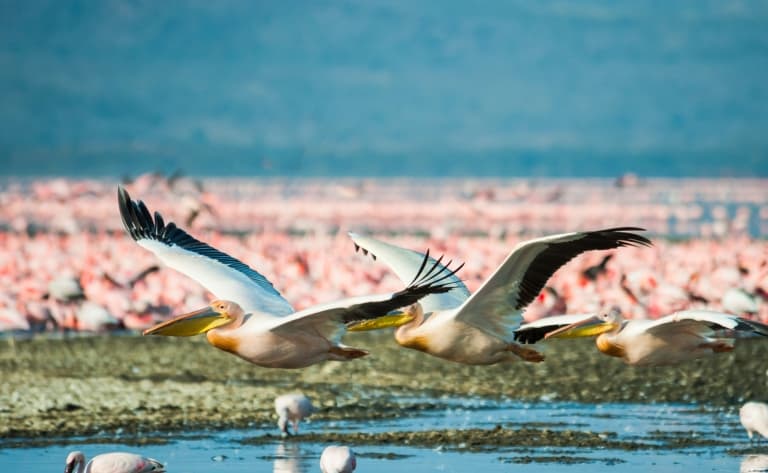 Arrivée au Kenya et rencontres avec les flamants roses du lac Nakuru