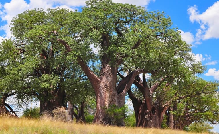 La forêt insolite de baobas