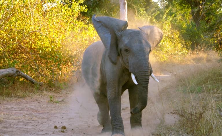 Safari d’exception au South Luangwa