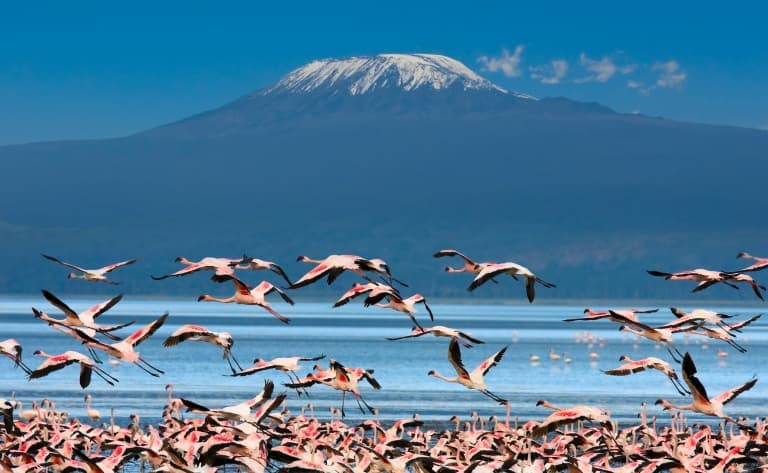 Arrivée à Amboseli ou les troupeaux paissant devant le Kilimandjaro