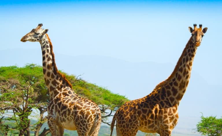 Au cœur de l’immensité du Serengeti