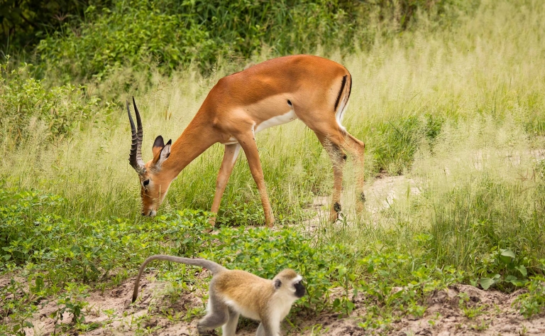 Safaris à la recherche des animaux de la savane