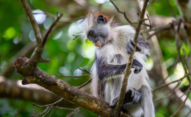 Exploration de l’île et singes colobes
