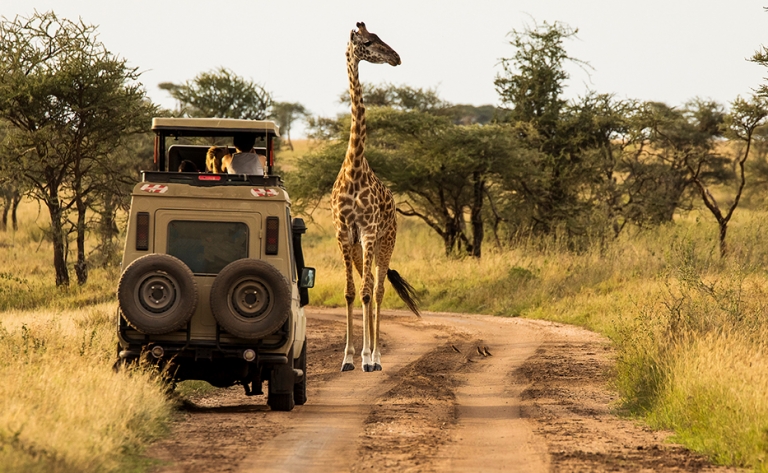 Journée de safari : merveilles du lac Manyara