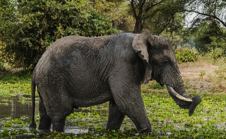 Safari dans le sud du Tarangire, pays des éléphants
