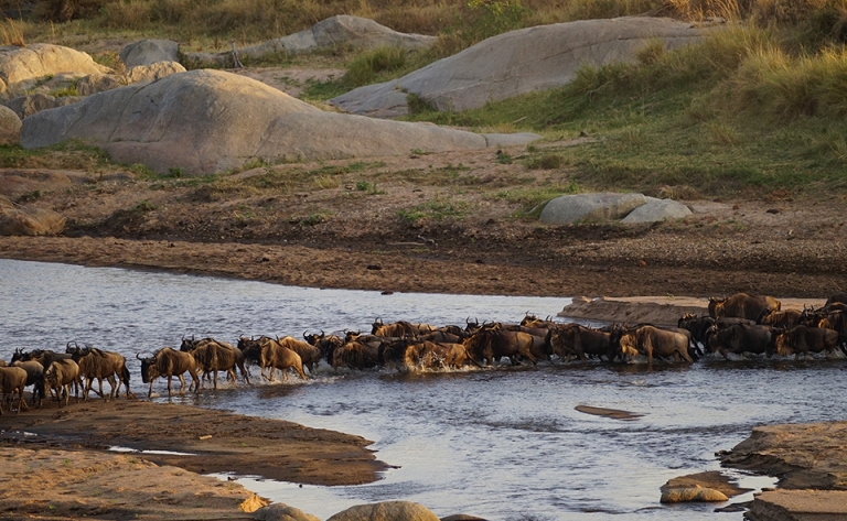 Zone de Ndutu, spectacle de la Grande migration