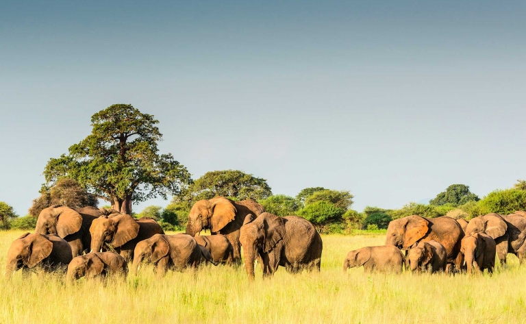 Safari au pays des éléphants