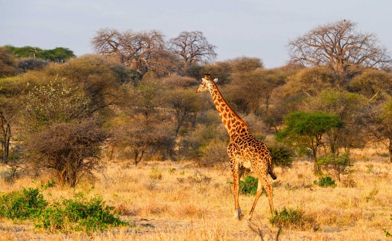 Safari à la découverte des merveilles de Tarangire
